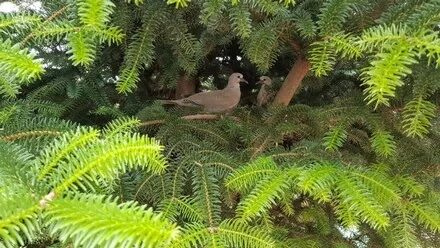 Una tórtola posada en un árbol de la finca